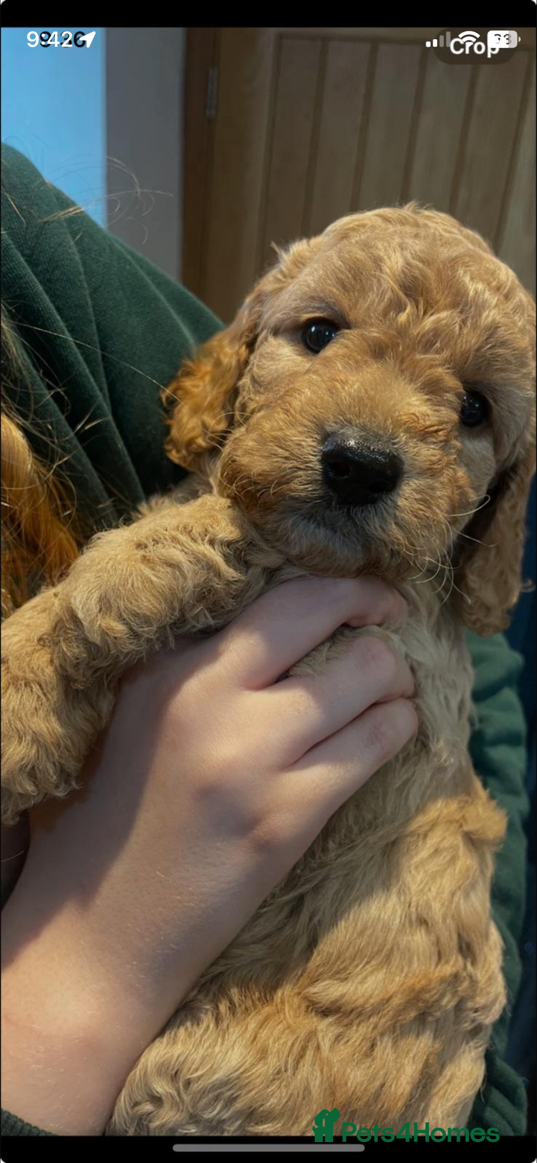 Cockapoo dogs for sale: Stunning F2 Champagne Female Cockapoo PRA CLEAR  - Image 1