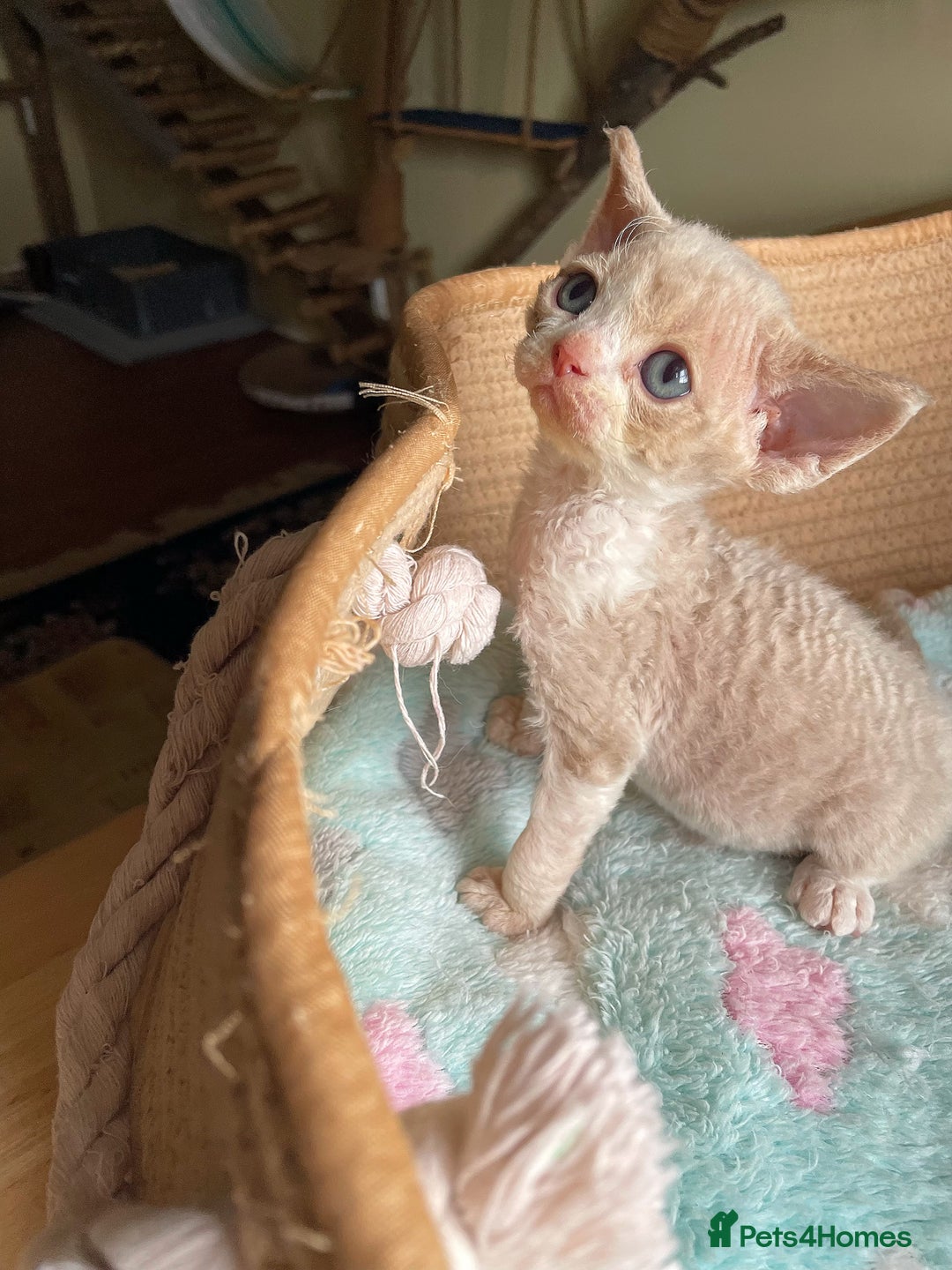 Devon Rex cats for sale: Adorable pure Devon Rex kittens  - Image 31