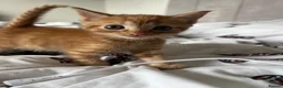 Mixed Breed cats for sale: 3 beautiful kittens  - Advert 29
