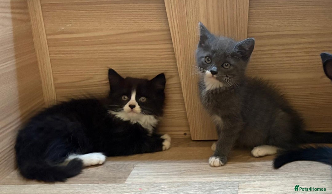 British Shorthair cats for sale: Gorgeous British Shorthair kittens! - Image 4