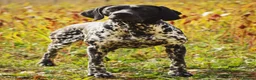 German Shorthaired Pointer dogs for stud: Working GSP Stud  - Advert 6