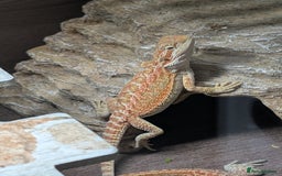 Bearded Dragon reptiles for sale: Last few female baby bearded dragons  - Image 1