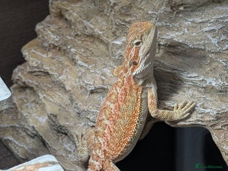 Bearded Dragon reptiles - Advert 4