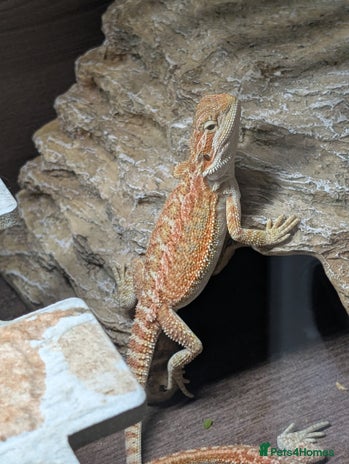 Bearded Dragon reptiles - Advert 2