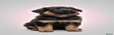 German Shepherd 1 Purple 