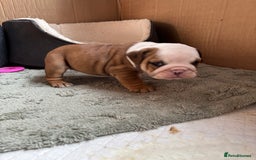 English Bulldog dogs for sale: Ready to go English bulldog puppies - Image 21