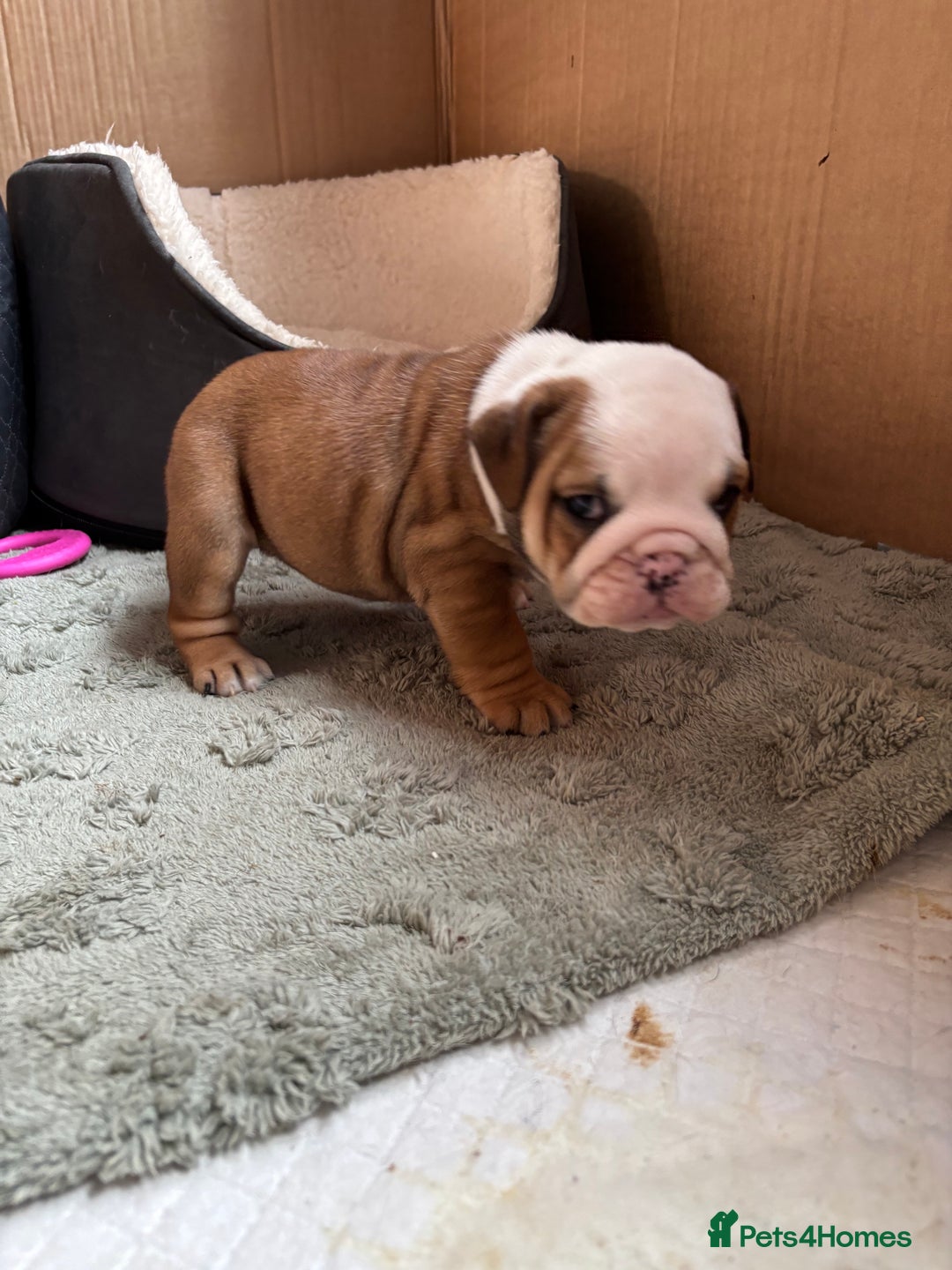 English Bulldog dogs for sale: Ready to go English bulldog puppies - Image 21