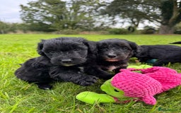 Bordoodle dogs for sale: Quality Miniature Bordoodles  - Image 13