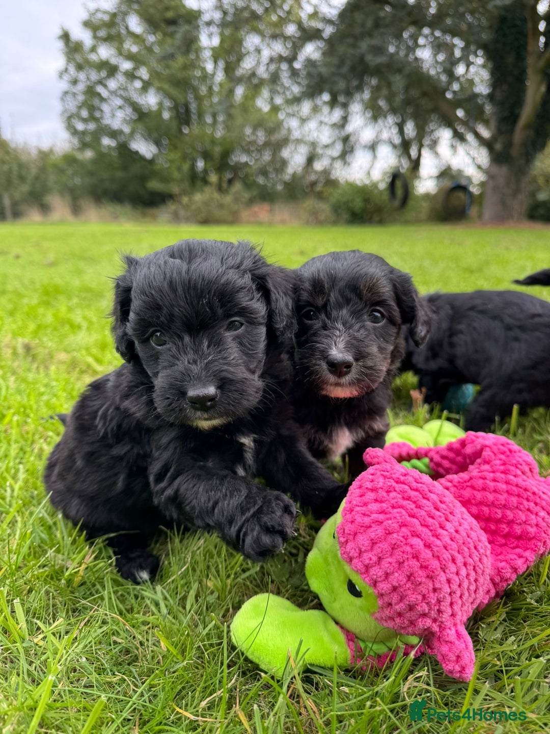 Bordoodle dogs for sale: Quality Miniature Bordoodles  - Image 13