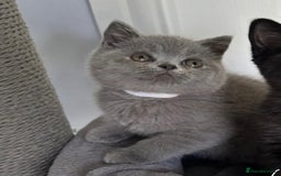 British Shorthair cats for sale: British shorthair kittens  - Image 2