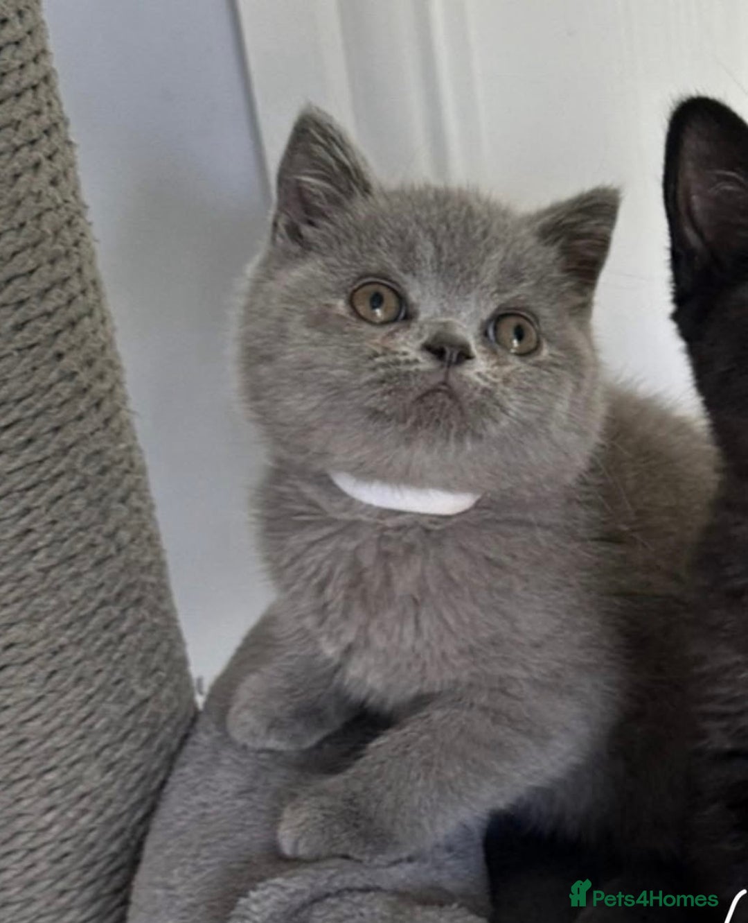 British Shorthair cats for sale: British shorthair kittens  - Image 2