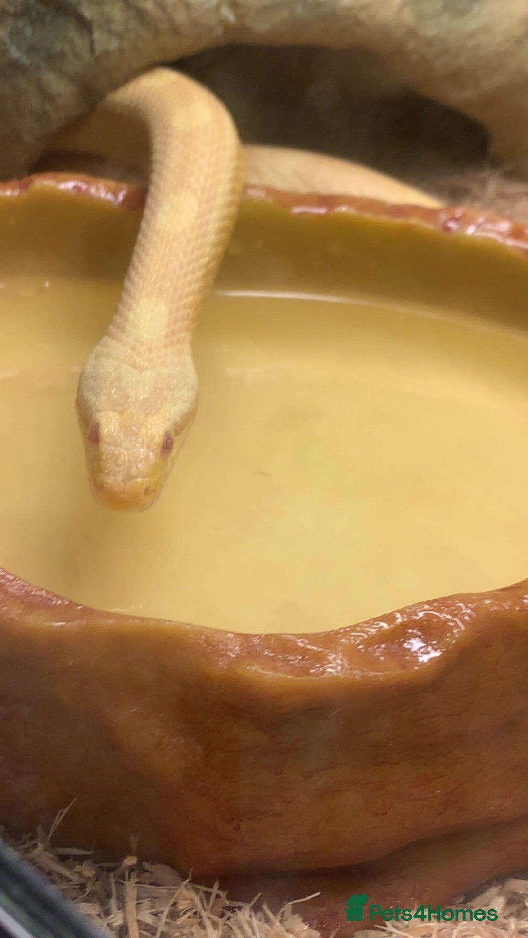 Snake reptiles for sale: Boa constrictor and Corn snake - Advert 8