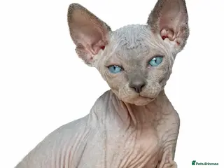 Sphynx cats Sphynx Kittens - European Champion Bloodlines - Advert 5