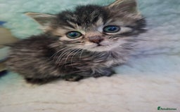 Mixed Breed cats for sale: Hand rearing  long fur kitten - Image 4