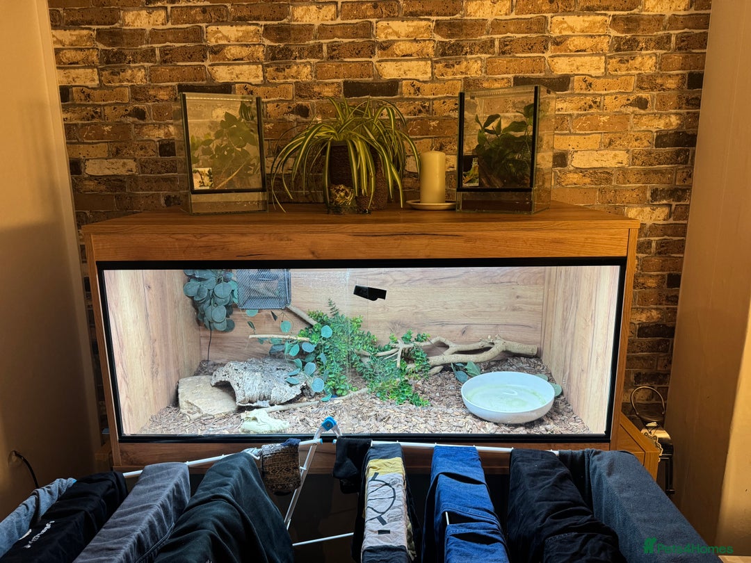 Snake reptiles for sale: 4ft tank and snake  - Advert 2