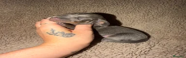 Miniature Dachshund Puppy 4