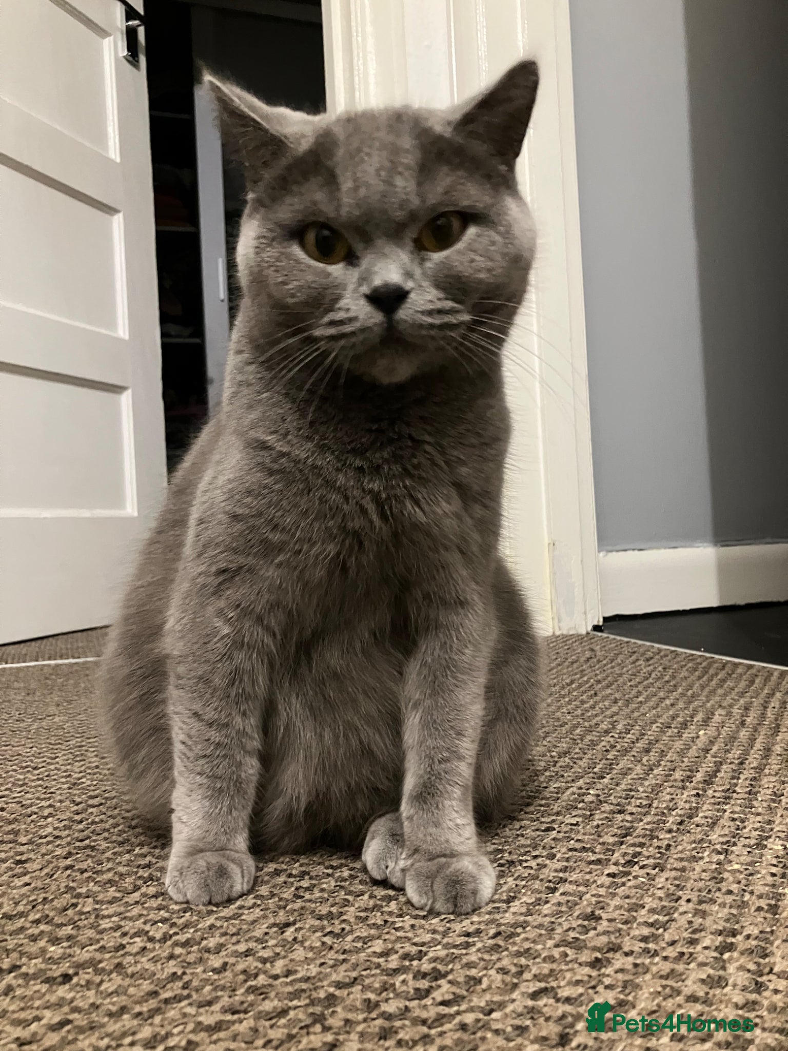British Shorthair cats 💙 British shorthair 💙 - Advert 12