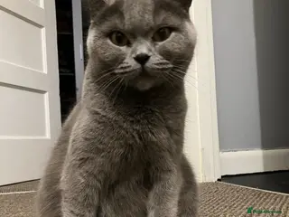 British Shorthair cats 💙 British shorthair 💙 - Advert 12