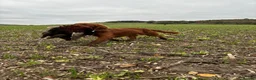 Cocker Spaniel dogs for stud: Dark red KC fully health tested working cockerstud in Sevenoaks - Advert 11
