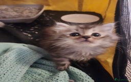 Siberian cats for sale: Last kitten of a lotter of three  - Image 2