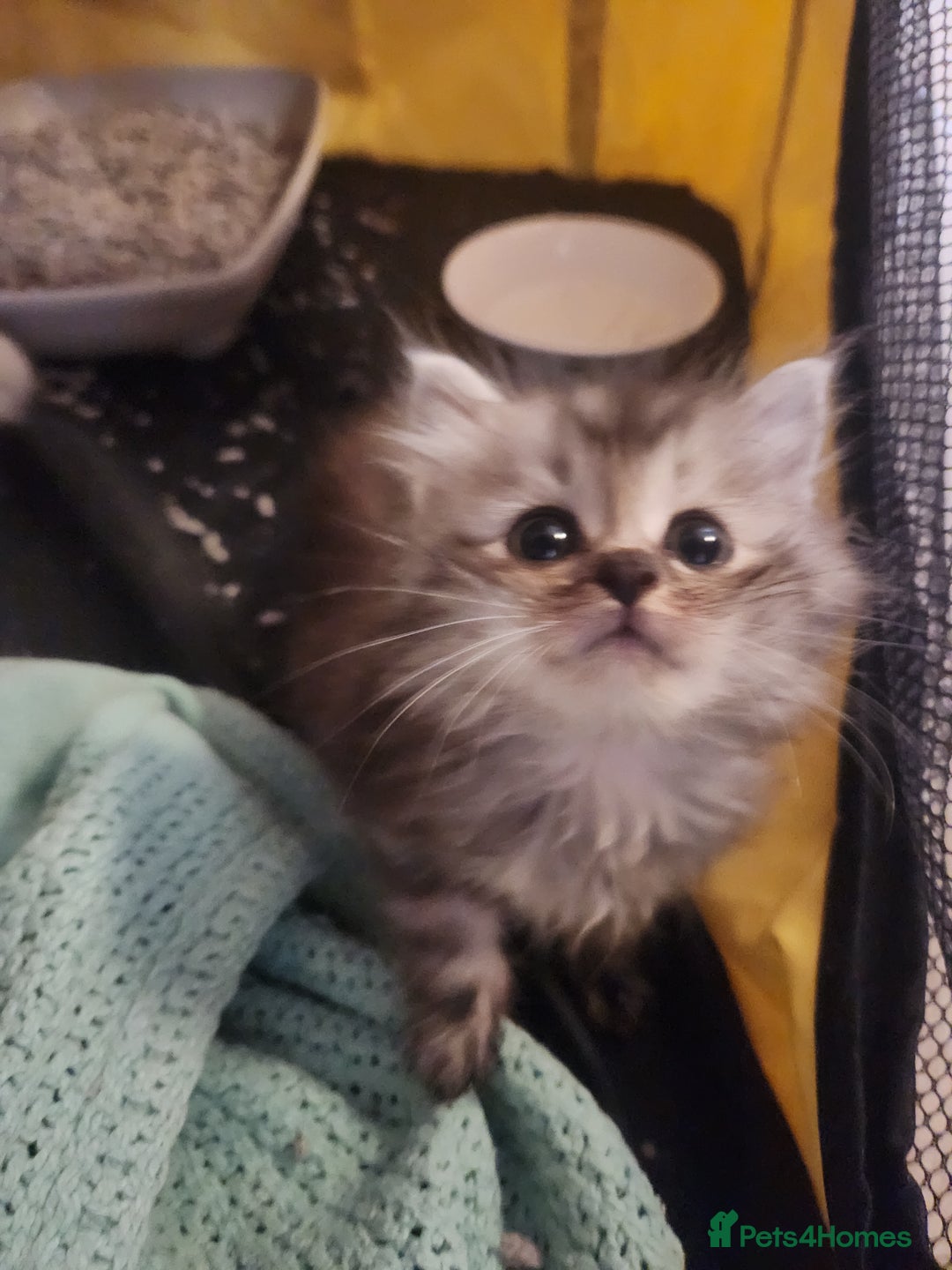 Siberian cats for sale: Last kitten of a lotter of three  - Image 2