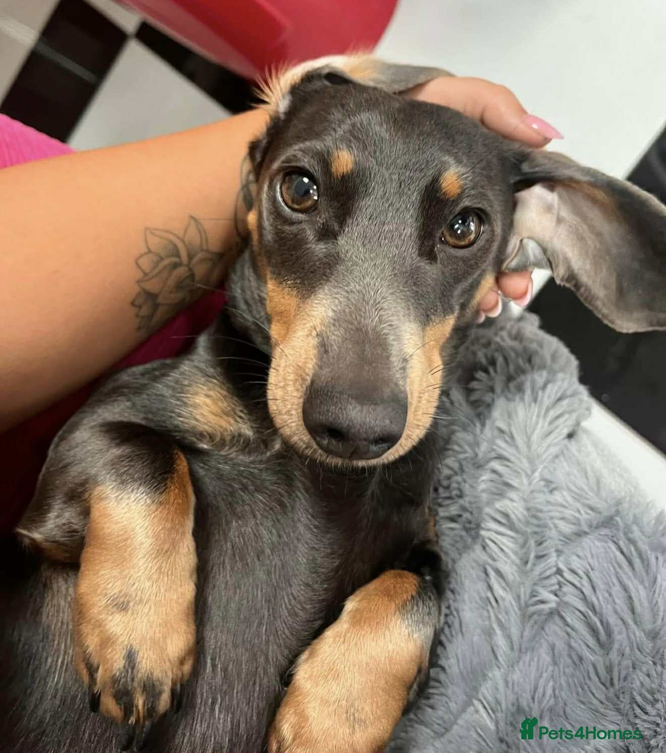 Miniature Dachshund dogs ❤️Minature Dachshunds for Sale ❤️ - Advert 5