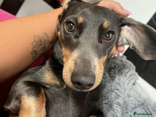 Miniature Dachshund dogs ❤️Minature Dachshunds for Sale ❤️ - Advert 7