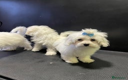 Maltese dogs for sale: Maltese puppies  - Image 4