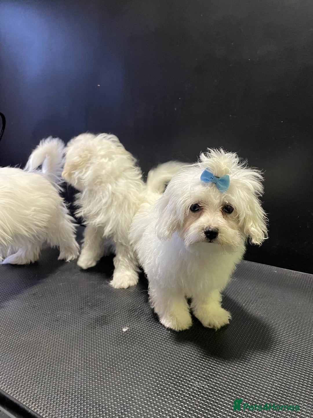 Maltese dogs for sale: Maltese puppies  - Image 4