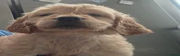 Golden Retriever dogs for sale: Selective litter from health tested parents - Advert 27
