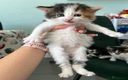 British Longhair cats for sale: Fluffy little angels  - Image 11
