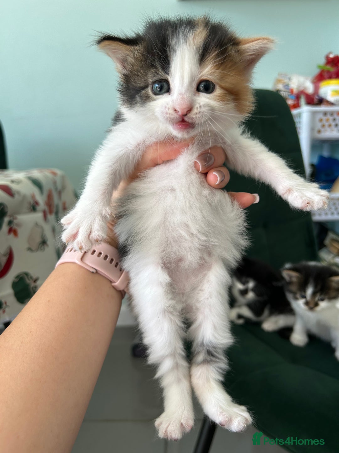 British Longhair cats for sale: Fluffy little angels  - Image 11