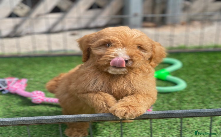 Cockapoo dogs - Advert 5