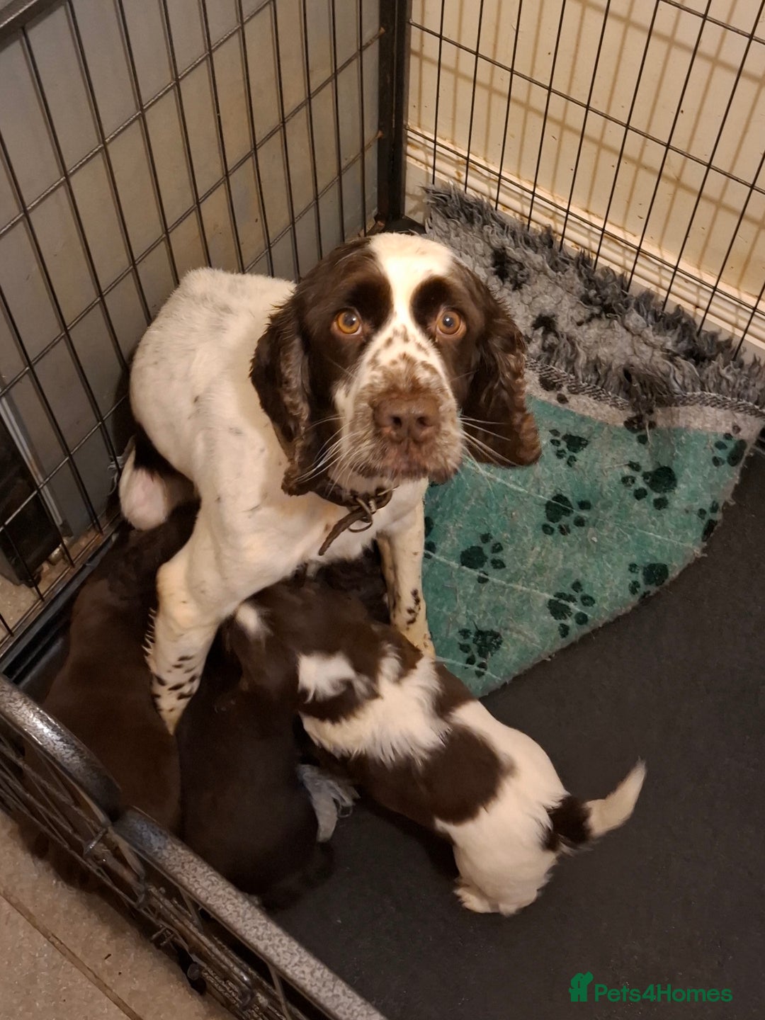 Cocker Spaniel dogs for sale: Cocker spaniel puppies - Advert 1