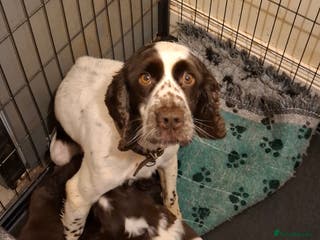 Cocker Spaniel dogs Cocker spaniel puppies - Advert 10