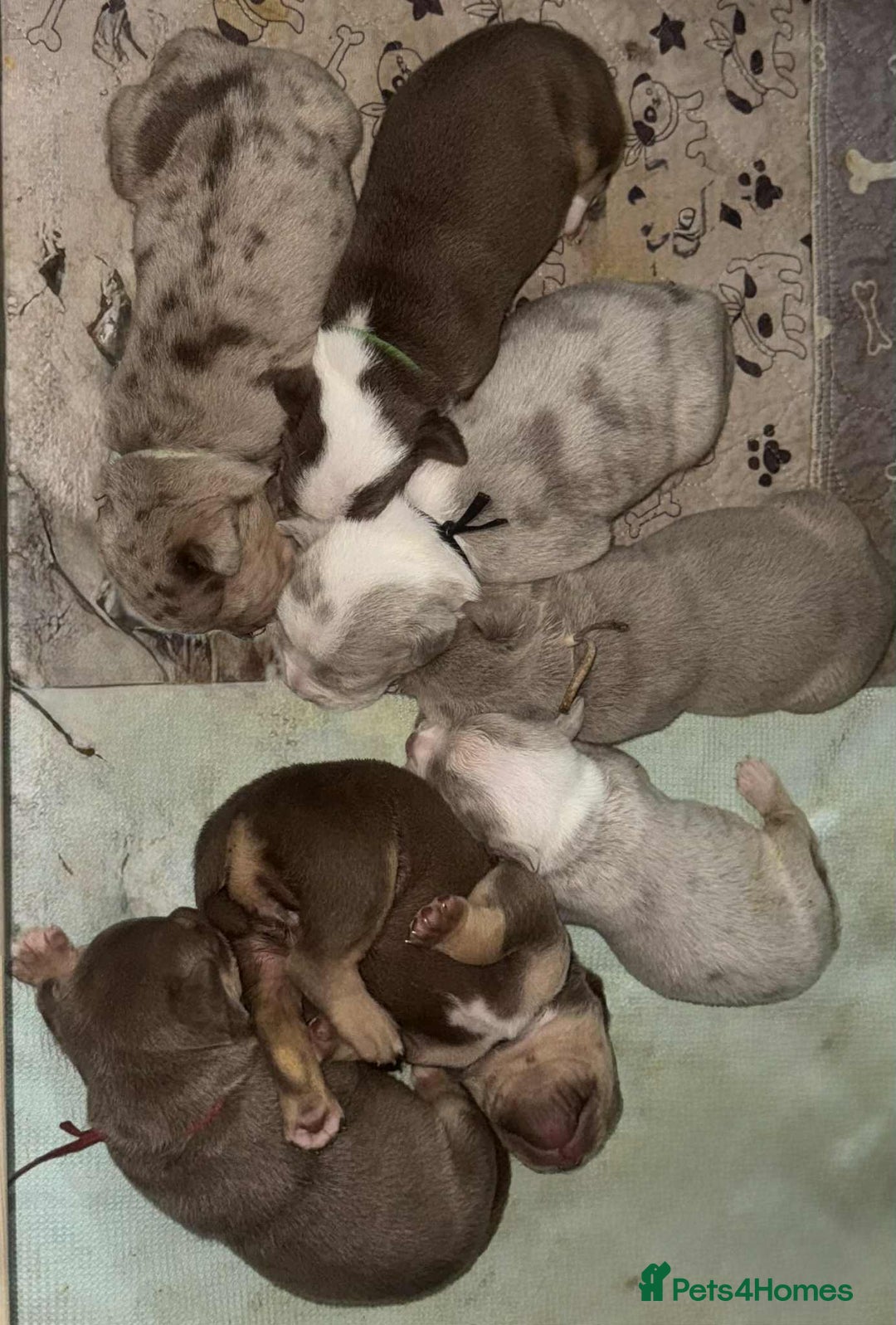 Olde English Bulldogge dogs for sale: Olde English bulldog puppies READY NOW  - Advert 8