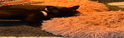 French Bulldog dogs for sale: Quality puppies reared by experienced breeders. - Advert 7
