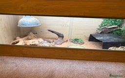 Bearded Dragon reptiles for sale: Bearded dragon - Image 5