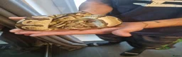 Mixed Breed reptiles for sale: Ball pythons boas and corns for sale  in Malvern - Advert 2