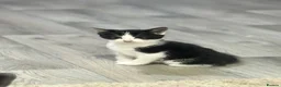 Mixed Breed cats for sale: Beautiful kittens - Advert 7