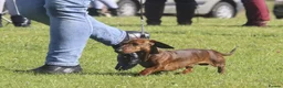 Miniature Dachshund dogs for stud: For Stud!! PRA Clear, KC Registered,Red Brindle - Advert 4
