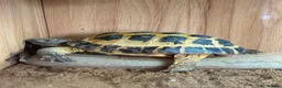 Tortoise reptiles for sale: Horsfield  in Barnoldswick - Advert 5