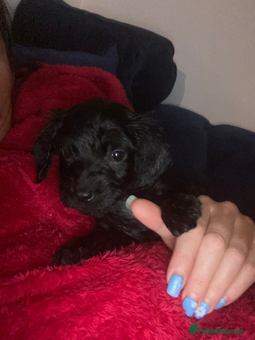 Cocker Spaniel dogs for sale: Show type - Advert 6