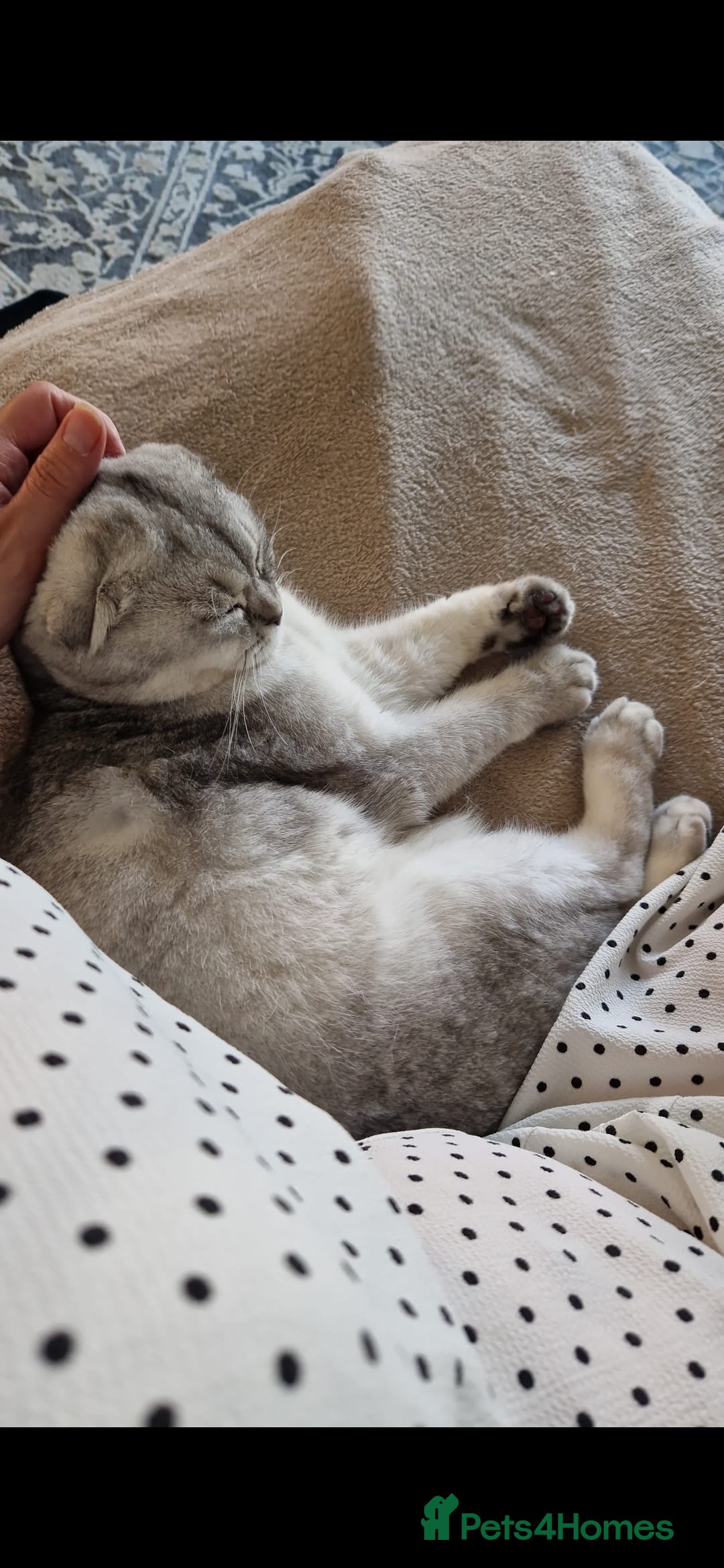 Scottish Fold cats Male chinchilla Scottish fold 18 months old - Advert 2