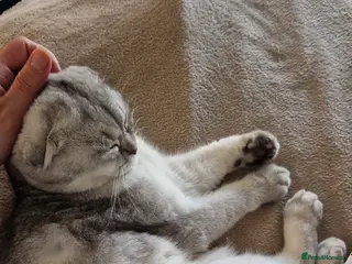 Scottish Fold cats Male chinchilla Scottish fold 18 months old - Advert 1