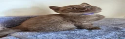 British Shorthair cats for sale: Chocolate BSH Female Kittens | TICA Registered - Advert 10