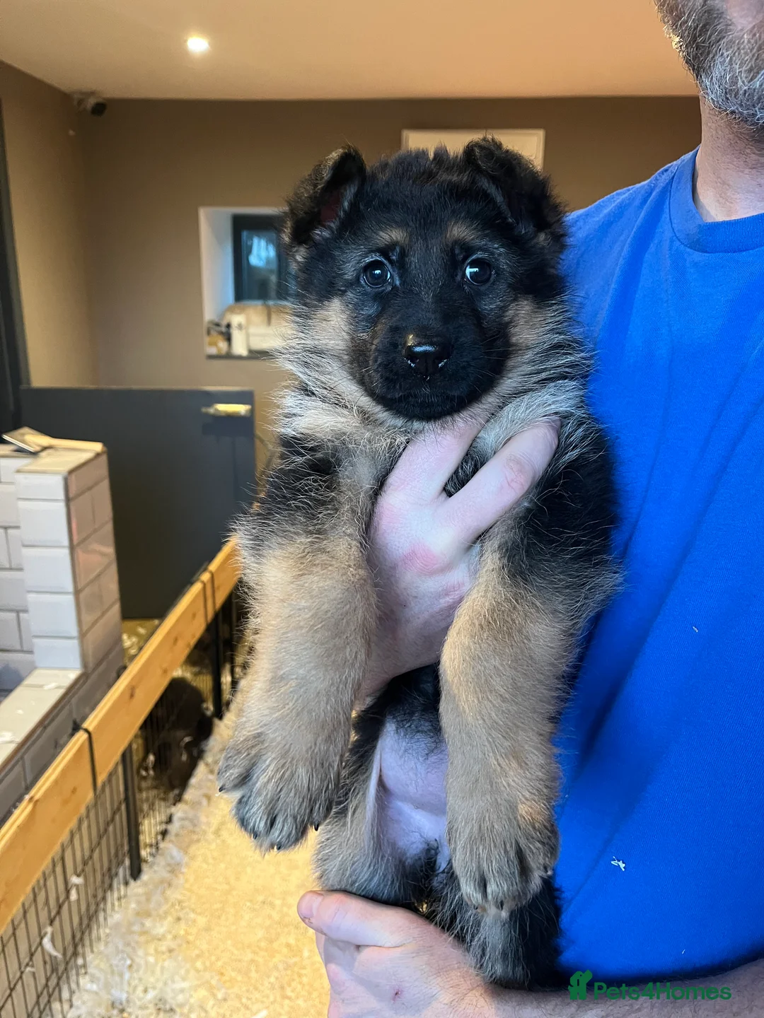 German Shepherd dogs for sale: Beautiful KC reg German Shepherd puppies for sale  - Advert 9