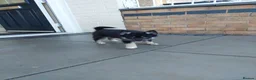 Pomsky dogs for sale: F3 pomsky puppy's for sale  - Advert 25