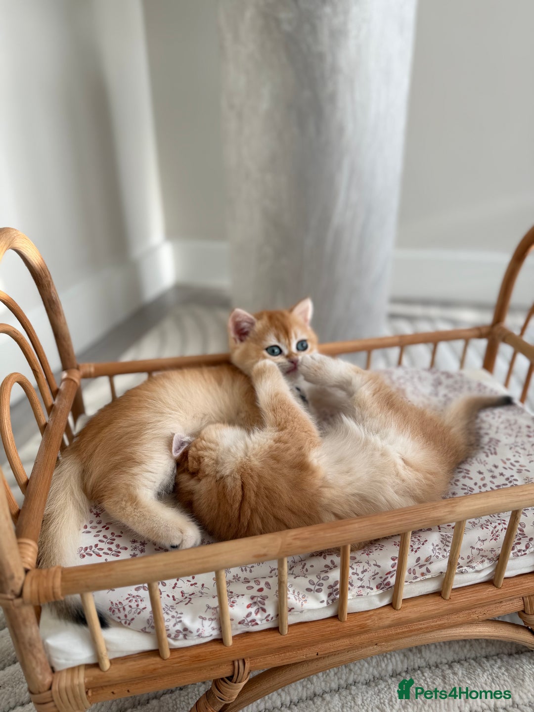 British Shorthair cats for sale: Golden British shorthair kittens - Advert 12