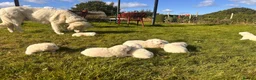 Maremma Sheepdog dogs for sale: A Rare Opportunity to Welcome a Maremma Sheepdog - Advert 6